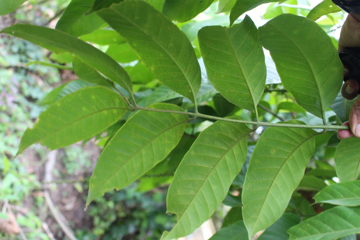 Aphanamixis polystachya (Wall.) R.Parker